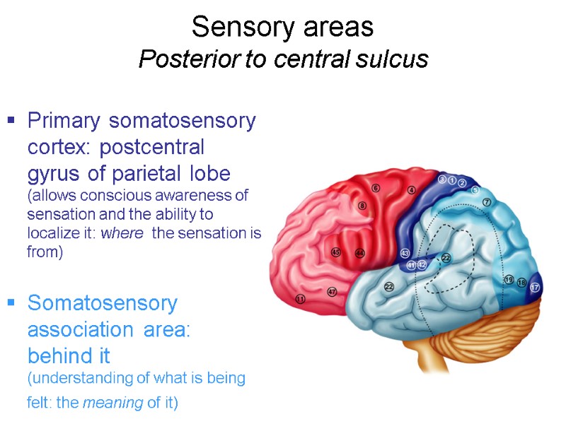 Sensory areas  Posterior to central sulcus Primary somatosensory cortex: postcentral gyrus of parietal